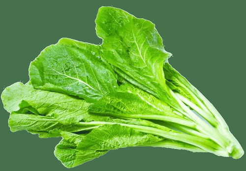 东莞石碣项目部农产品批发配送 蔬菜供应链的优化与价值