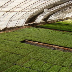 爱心农场 健康新选择——芽苗菜产品全览