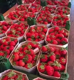 既能玩又能吃的加工厂 让蔬菜玩转你的休闲时光