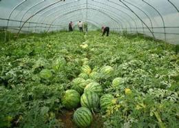 河北蔬菜产销新格局 供应稳定，价格波动中寻机遇